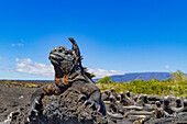 The endemic Galapagos marine iguana (Amblyrhynchus cristatus) with a lava lizard on top of its head, UNESCO World Heritage Site, Ecuador, South America