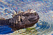 The endemic Galapagos marine iguana (Amblyrhynchus cristatus) swimming in the Galapagos Islands, UNESCO World Heritage Site, Ecuador, South America