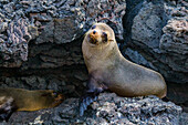 Galapagos fur seal (Arctocephalus galapagoensis) hauled out on lava flow in the Galapagos Islands, UNESCO World Heritage Site, Ecuador, South America