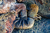 The endemic Galapagos marine iguana (Amblyrhynchus cristatus) in the Galapagos Island Archipelago, UNESCO World Heritage Site, Ecuador, South America