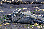 The endemic Galapagos marine iguana (Amblyrhynchus cristatus) in the Galapagos Island Archipelago, UNESCO World Heritage Site, Ecuador, South America