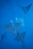 Spotted eagle rays (Aetobatus narinari) underwater at Leon Dormido Island off San Cristobal Island, Galapagos, UNESCO World Heritage Site, Ecuador, South America