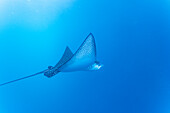 Spotted eagle ray (Aetobatus narinari) underwater at Leon Dormido Island off San Cristobal Island, Galapagos, UNESCO World Heritage Site, Ecuador, South America