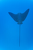 Spotted eagle ray (Aetobatus narinari) underwater at Leon Dormido Island off San Cristobal Island, Galapagos, UNESCO World Heritage Site, Ecuador, South America