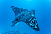 Gefleckte Adlerrochen (Aetobatus narinari) unter Wasser bei der Insel Leon Dormido vor der Insel San Cristobal, Galapagos, UNESCO-Welterbe, Ecuador, Südamerika