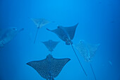 Spotted eagle rays (Aetobatus narinari) underwater at Leon Dormido Island off San Cristobal Island, Galapagos, UNESCO World Heritage Site, Ecuador, South America