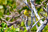 Erwachsener Gelbspötter (Dendroica petechia aureola) im Galapagos-Inselarchipel, UNESCO-Welterbe, Ecuador, Südamerika