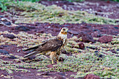 Juvenile Galapagos hawk (Buteo galapagoensis) in the Galapagos Island Archipelago, UNESCO World Heritage Site, Ecuador, South America