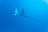 Spotted eagle ray (Aetobatus narinari) underwater at Leon Dormido Island off San Cristobal Island, Galapagos, UNESCO World Heritage Site, Ecuador, South America