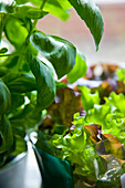 Close up of basil and lettuce leaves