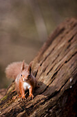 Red squirrel on a tree trunk