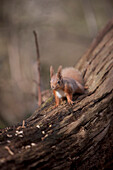 Red squirrel on a tree trunk