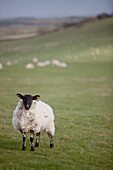 Schaf auf einem Feld