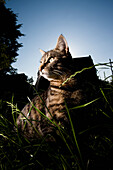 Cat sitting amongst long grass