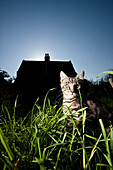 Cat sitting amongst long grass