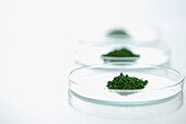 Petri Dishes with Wheatgrass Powder