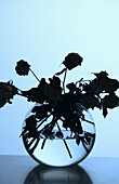 Silhouette of withered Roses in a Glass Vase