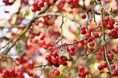 Crab Apple Tree, Close-up view