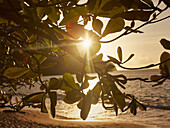 Sunlight behind leaves of tree on sunny, idyllic ocean beach at sunset, Kingstown