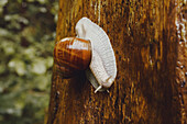 Close up camouflage snail on tree trunk