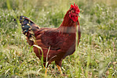 Side view Sumavanka chicken in rural grass, Austria