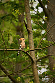 Hoopoe bird perched on tree branch, Germany