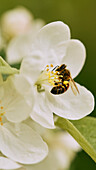 Hummel bei der Bestäubung einer weißen Blüte, Nahaufnahme