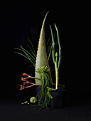 Dramatic still life arrangement aloe vera plant and vegetables in flowerpot on black background