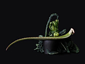 Dramatic still life green aloe vera plant and kale in peony flowerpot