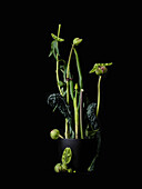 Dramatic still life arrangement green stems and vegetables in potted plant on black background