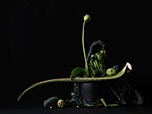 Dramatic still life green vegetables, aloe vera and potted flower on black background