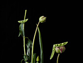 Artistic still life arrangement of green vegetables and peony buds on black background