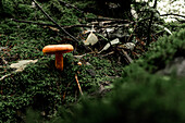 Vibrant mushroom amidst the lush forest floor