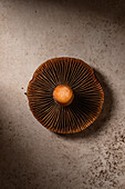 Elegant mushroom cap textures on a neutral background