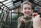 Little boy enjoying a fresh tomato in the greenhouse