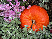 Vibrant autumn pumpkin surrounded by festive flowers