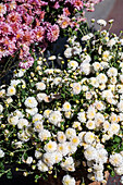 Close up of white and pink aster flowers in bright sunlight