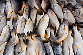 Fresh fish in a pile at a market in El Salvador