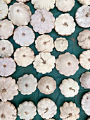Row of white pumpkins on a green background for autumn