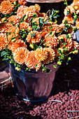 Bright orange dahlias in a bucket filled with flowers