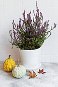 Creative autumn fall thanksgiving day composition with decorativ