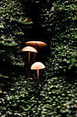 Mushrooms nestling amidst lush foliage in La Marquesa Park