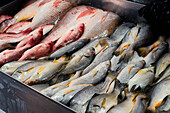 Frischer Fisch in der Auslage auf einem Markt in El Salvador