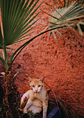 Orange cat in Marrakech under green palm fronds