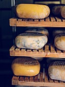 Mahon-Menorca cheese on a wooden shelf in the warehouse