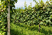 Üppige Weinbergslandschaft in Kachetien, dem Weinanbaugebiet Georgiens