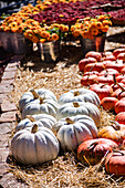 A row of colourful pumpkins on straw with autumn flowers in the background
