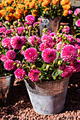 Pink dahlias in a rustic setting with orange-coloured flowers