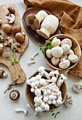 Assortment of different raw mushrooms on a grey concrete background