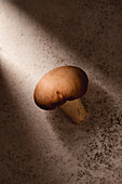 Close-up of a solitary mushroom basking in natural light